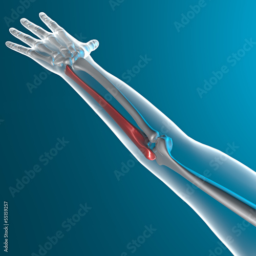 Ulna braccio raggi x corpo umano photo