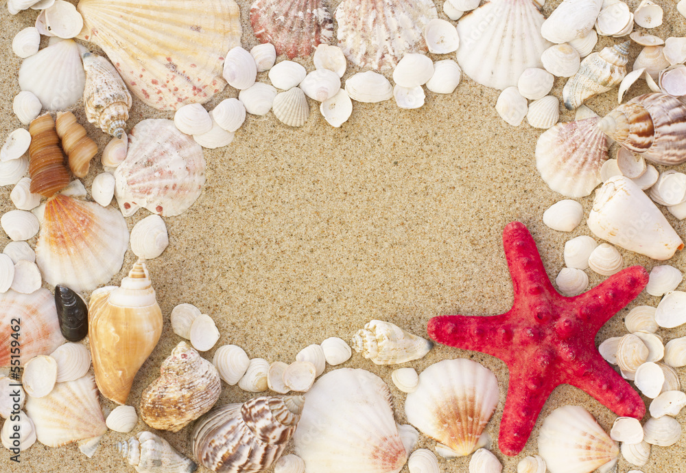 sea shells with sand