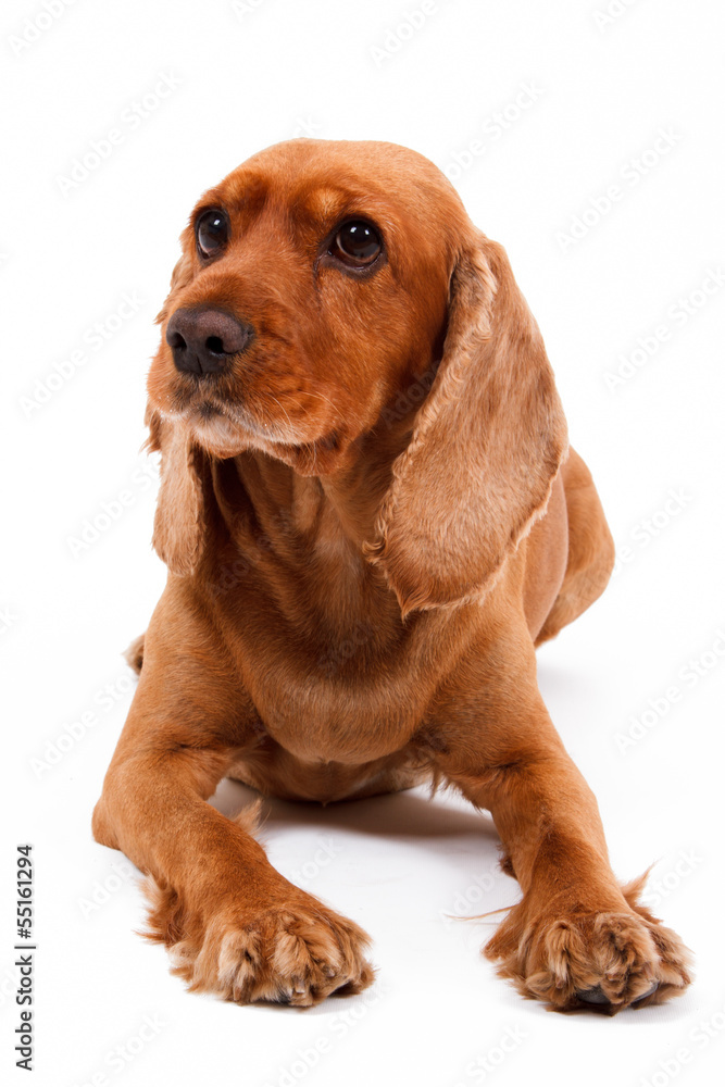 English Cocker Spaniel Dog Lying