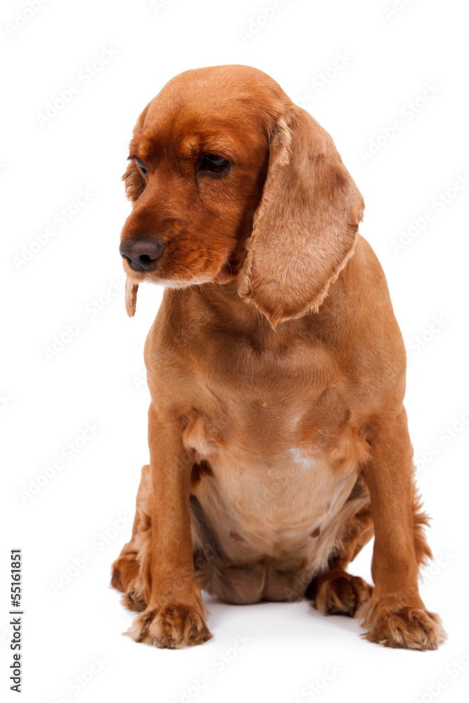 English Cocker Spaniel Dog Sitting