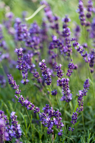 lavender flowers © wjarek