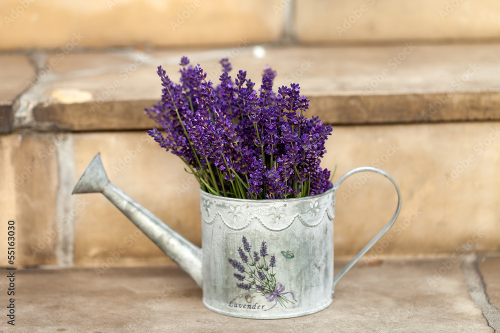 Watering Can and Lavender isolated on white - obrazy, fototapety, plakaty 
