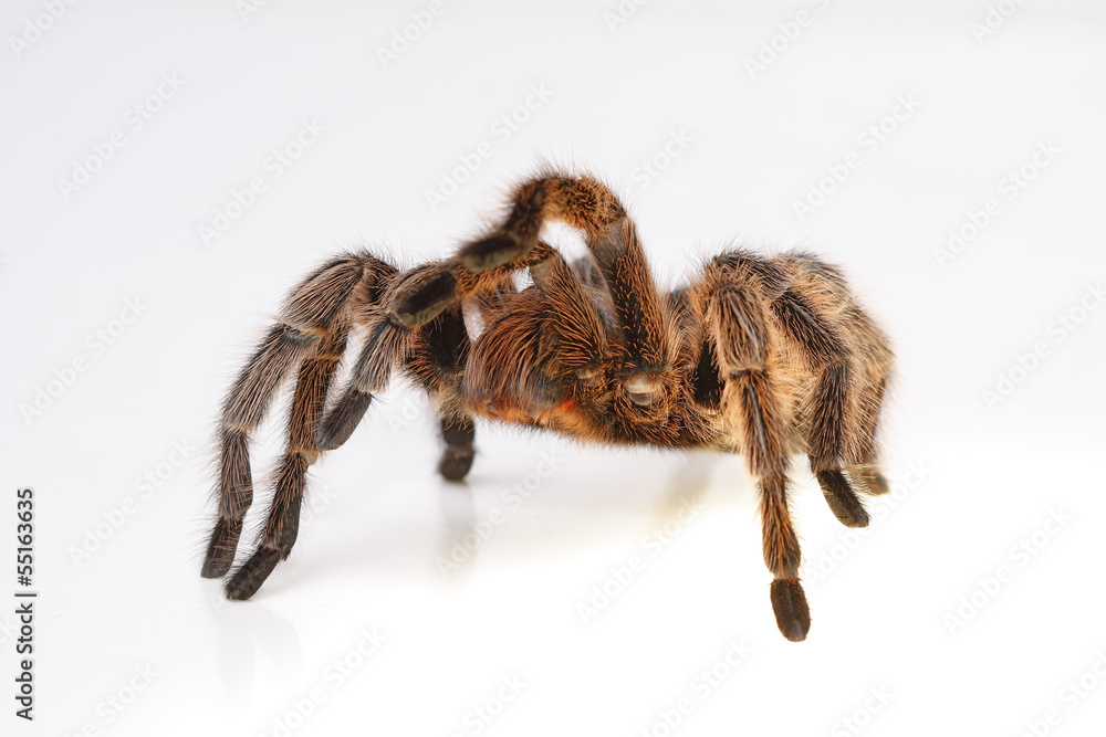 Chilean Rose Spider Chilean Rose Spider