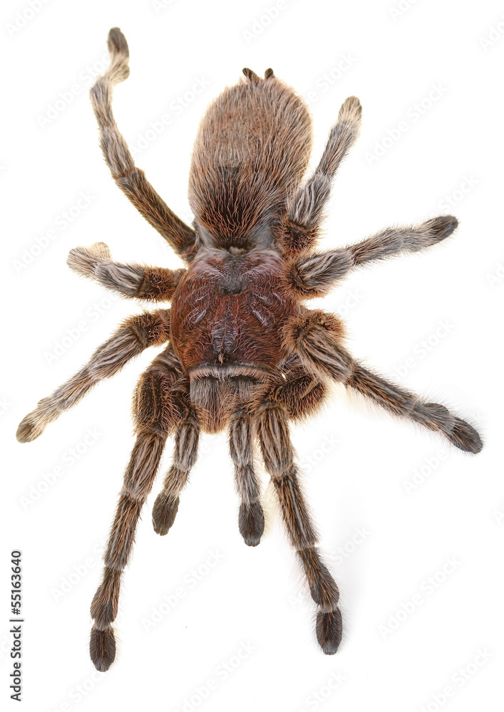 Chilean Rose Spider Chilean Rose Spider