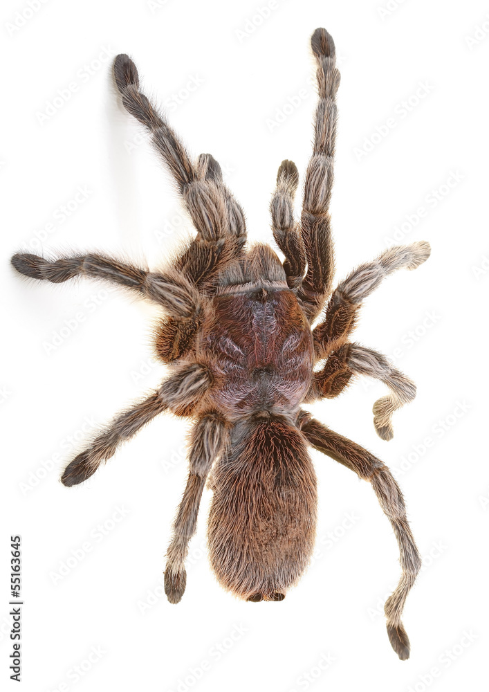 Chilean Rose Spider Chilean Rose Spider