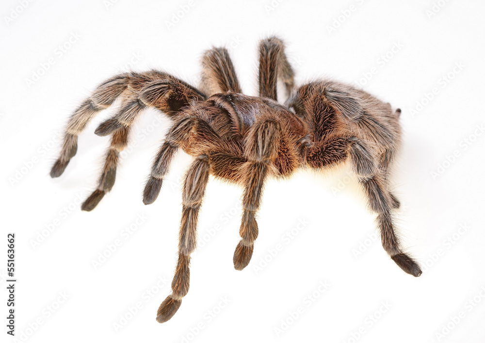 Chilean Rose Spider Chilean Rose Spider