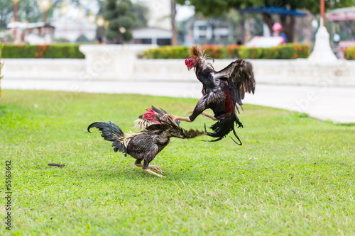 Fotografi fighting cock