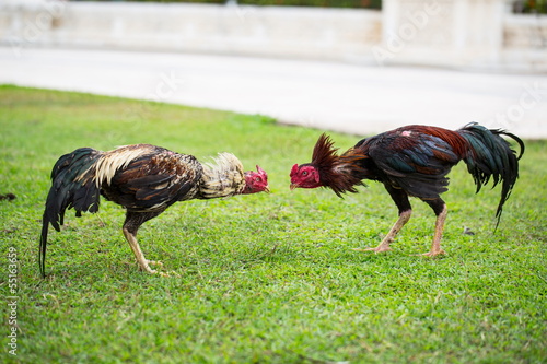 fighting cock
