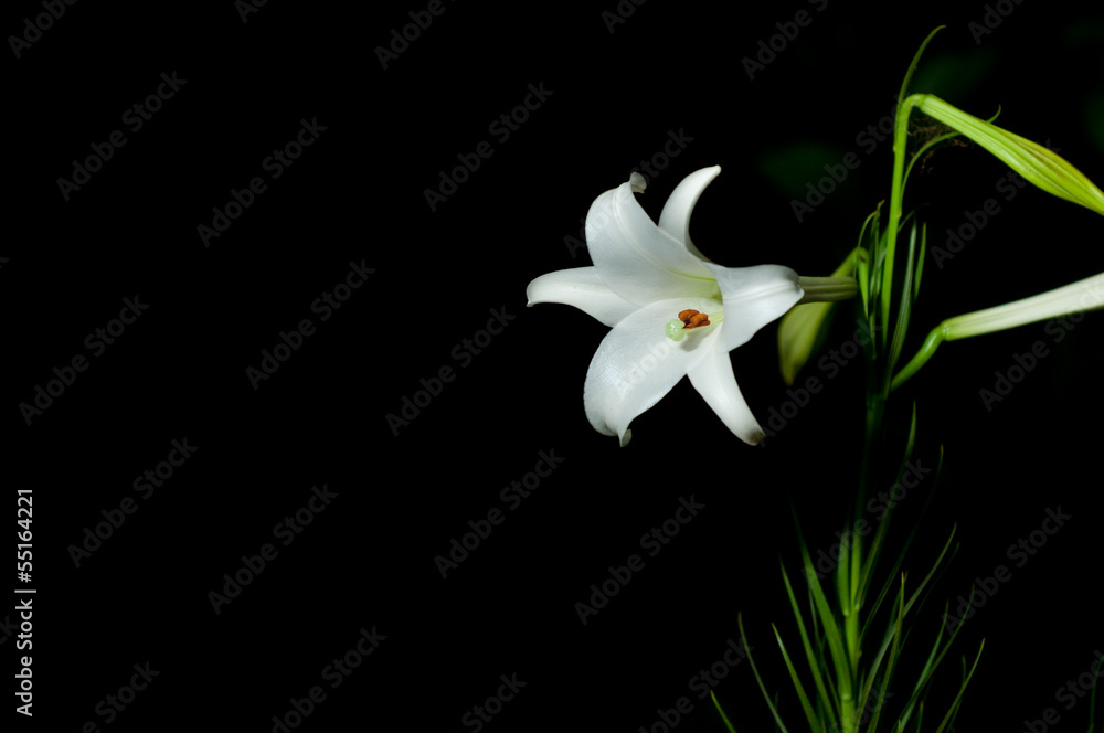 Fototapeta premium 白ゆり