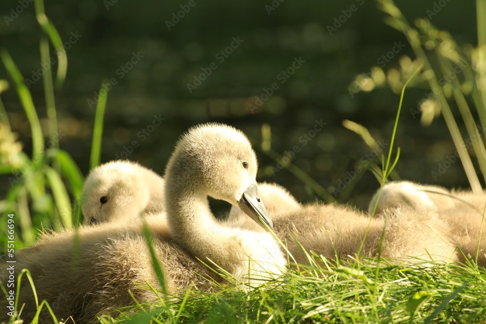 Cygnet resting on the grass in the morning