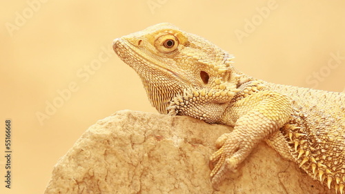 Bearded dragon/Australian lizard sitting on a rock