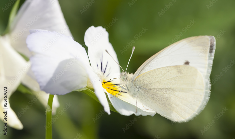 Fototapeta premium White butterfly on flower