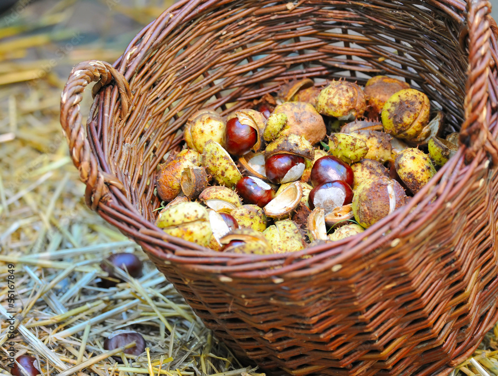 Chestnuts are in a basket Chestnuts are in a basket