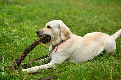 White labrador dog lying on the grass and chewing on a stick