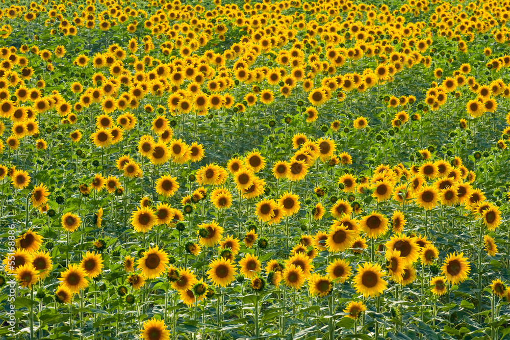 sunflower field