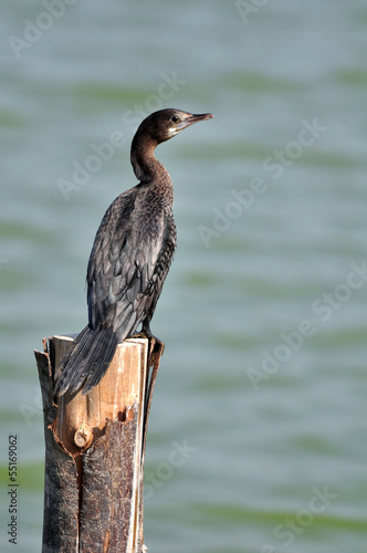 Little Cormorant at The Laem Phak Bia Environmental Study