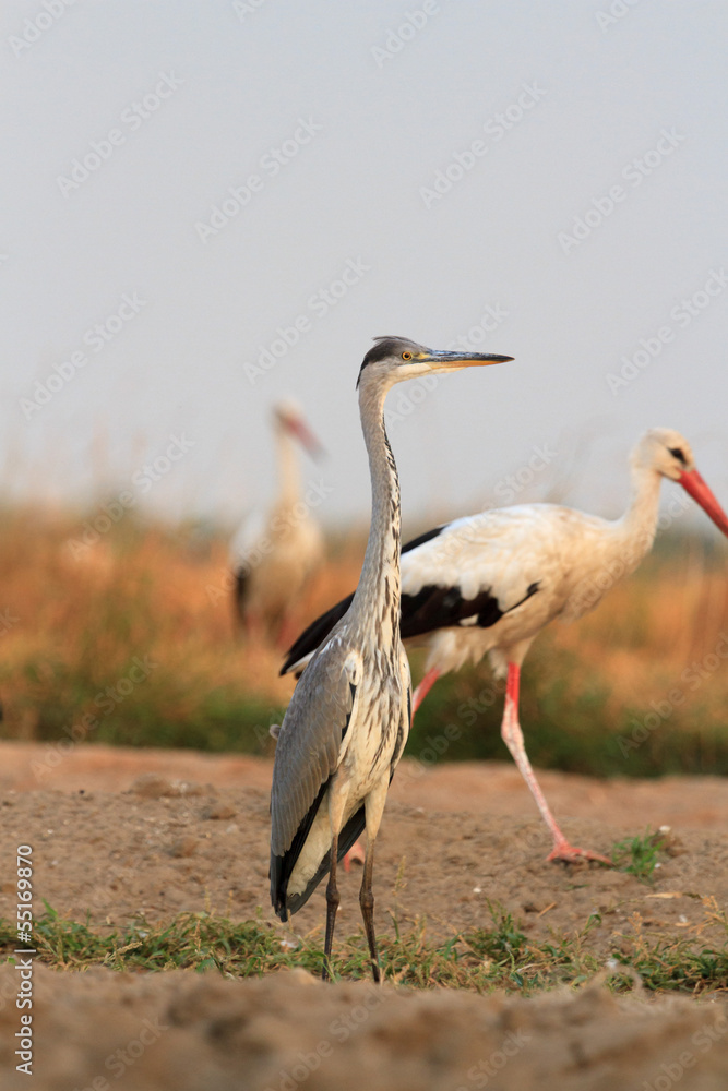 Fototapeta premium bird