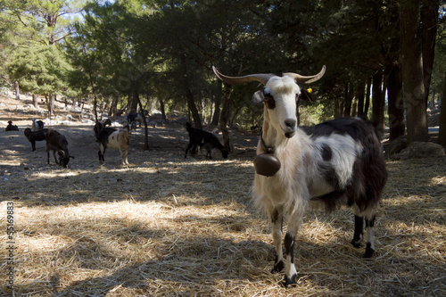 portrait of goats photo