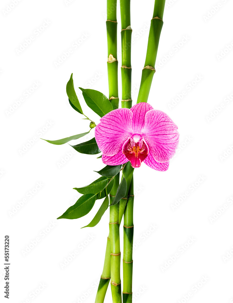 Fototapeta premium bamboo stalks with purple orchid