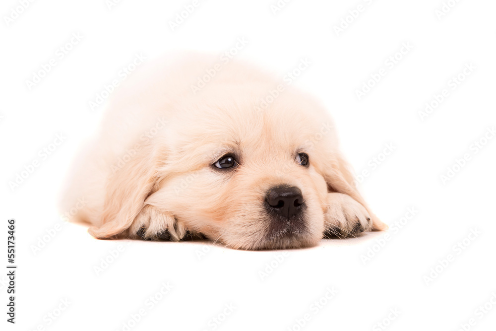 Fototapeta premium Golden Retriever