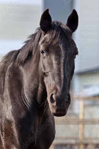 Domestic horse in the stable