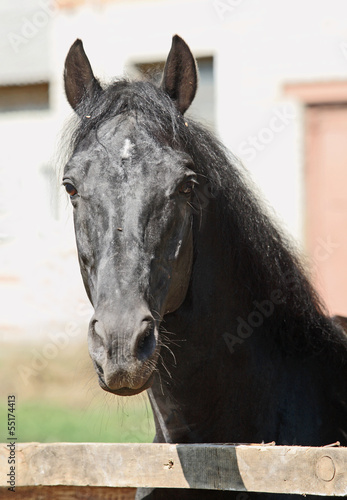 Black Oldenburg stallion