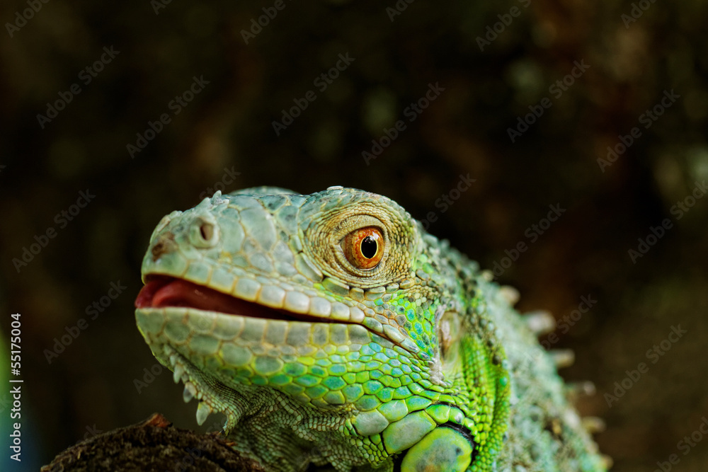 Fototapeta premium portrait about a green iguana