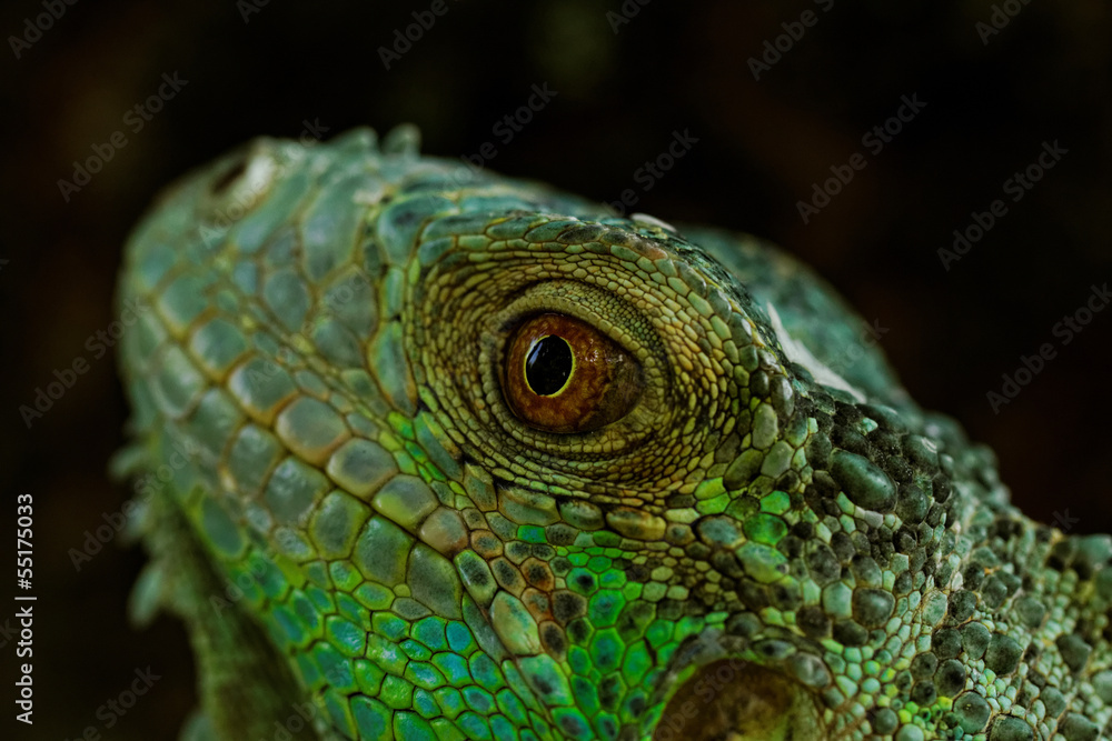 Fototapeta premium portrait about a green iguana