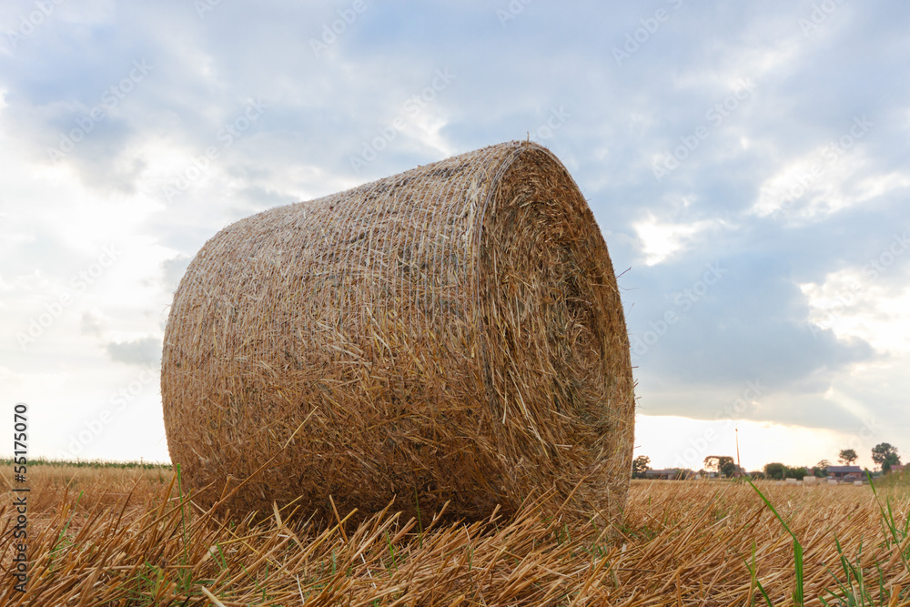 agricultural field