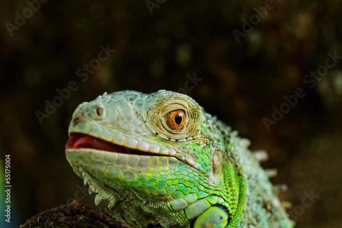 portrait about a green iguana