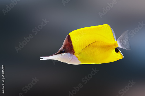 Longnose butterflyfish photo