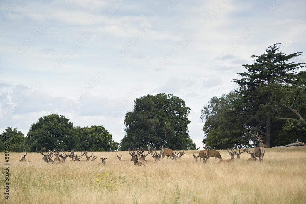 Red deer stag herd in Summer field landscape