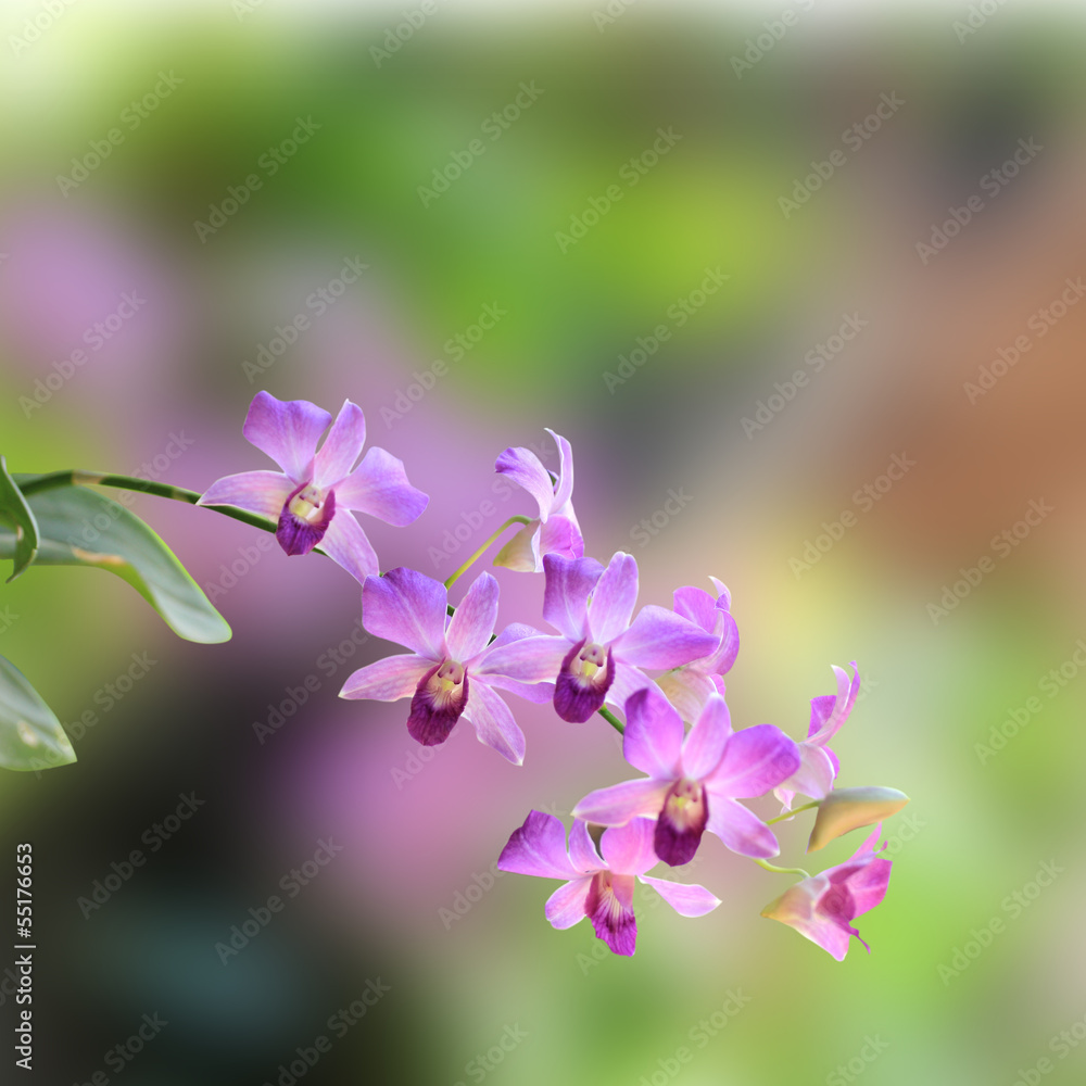 Purple orchid flower Purple orchid flower