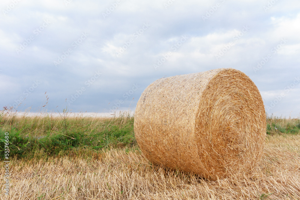 agricultural field