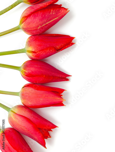 Fototapeta Naklejka Na Ścianę i Meble -  red tulips on white background