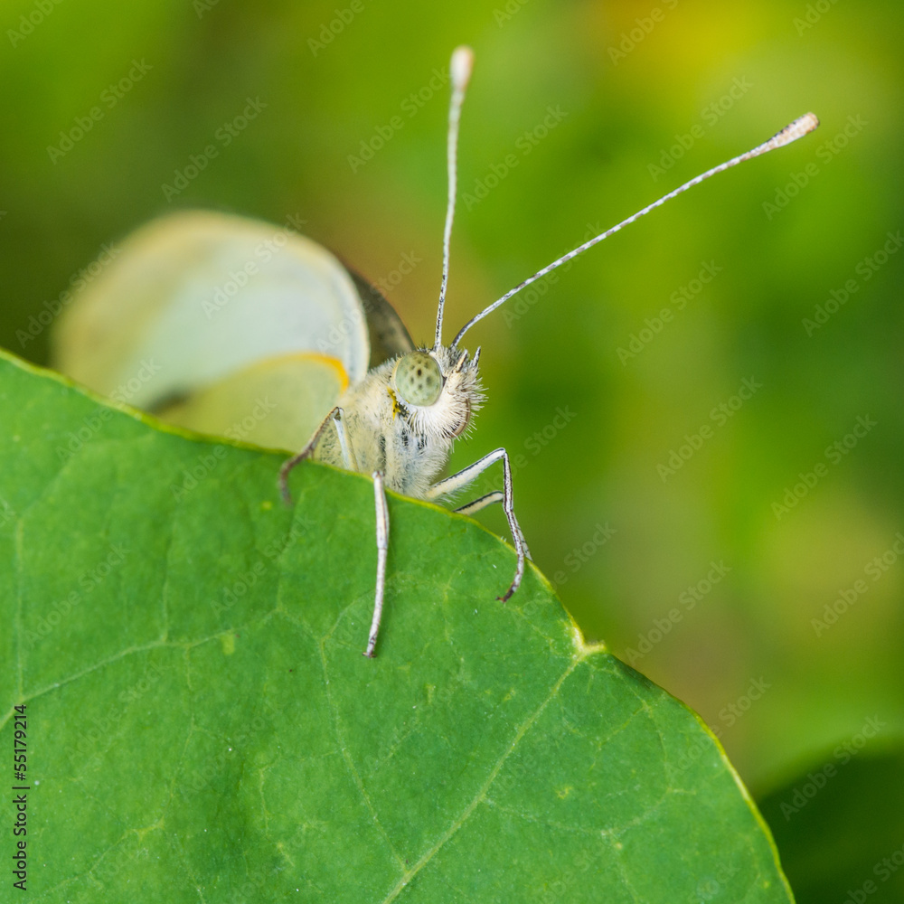 Obraz premium Large White