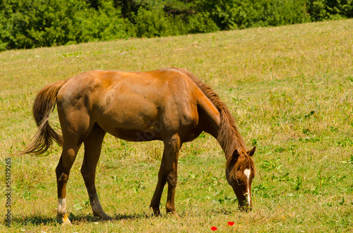 Brown horse standing on the meadow