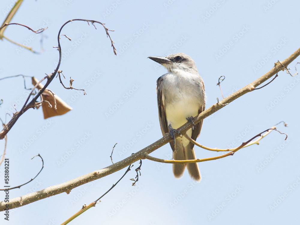 Grey Kingbird (Tyrannus dominicensis) Grey Kingbird (Tyrannus dominicensis)