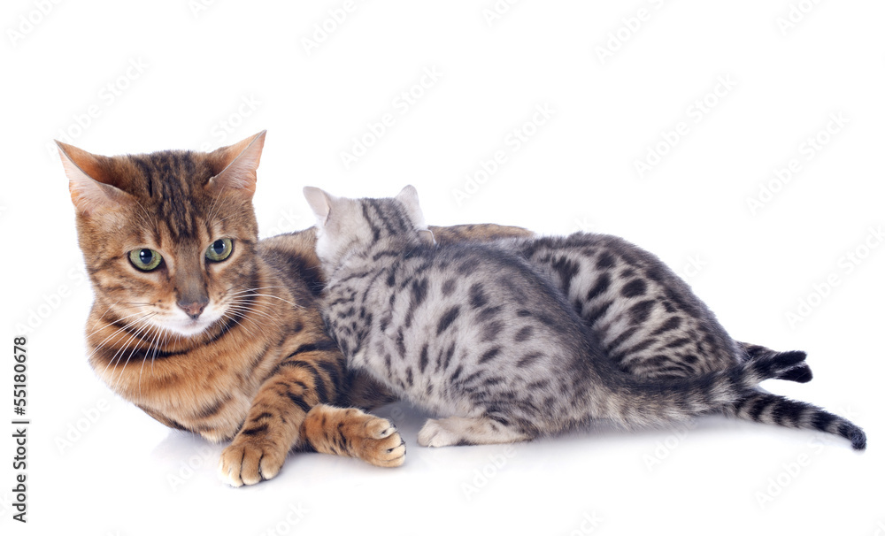 bengal cat and kitten bengal cat and kitten