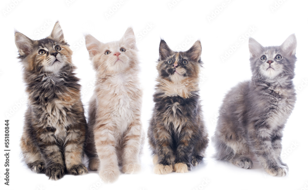 maine coon kitten maine coon kitten