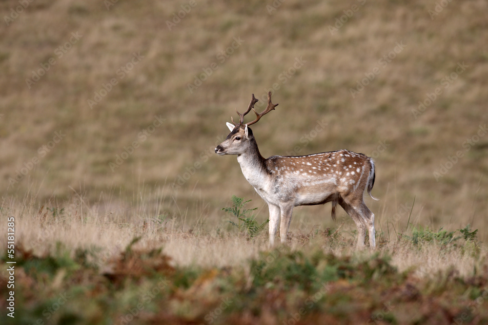 Fallow deer, Dama dama Fallow deer, Dama dama