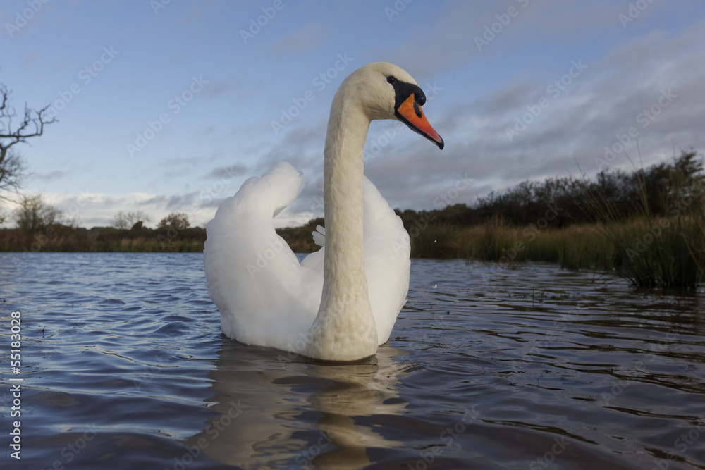 Obraz premium Mute swan, Cygnus olor