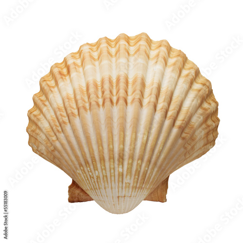 Billede på lærred Close up of ocean shell isolated on white background