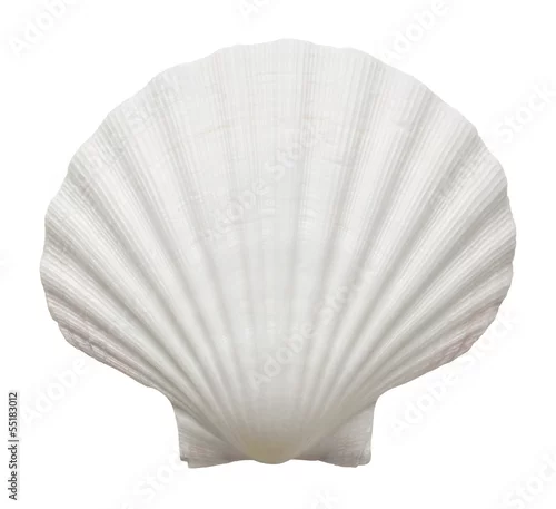 Obraz Zamyka up ocean skorupa odizolowywająca na białym tle