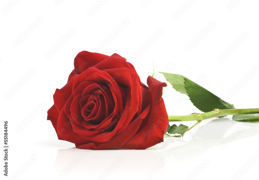 Naklejka premium single red rose, isolated on white background