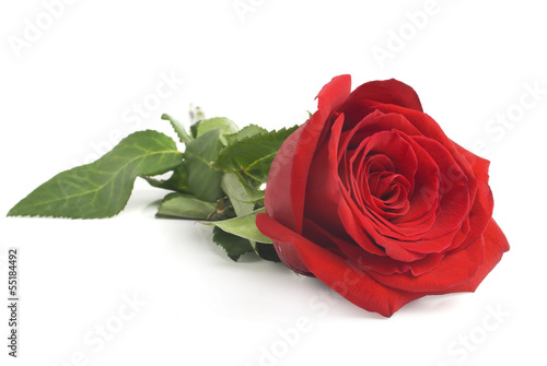 Single beautiful red rose isolated on white background