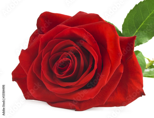 Fototapeta Naklejka Na Ścianę i Meble -  single red rose, isolated on white background