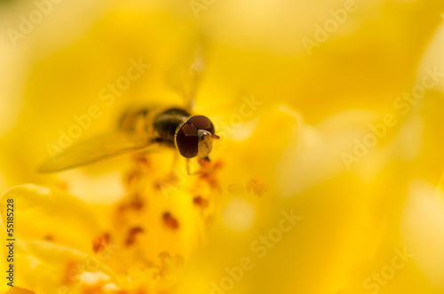Bee head on a yellow rose