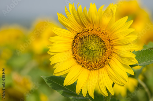 Sunflower © skyfotostock