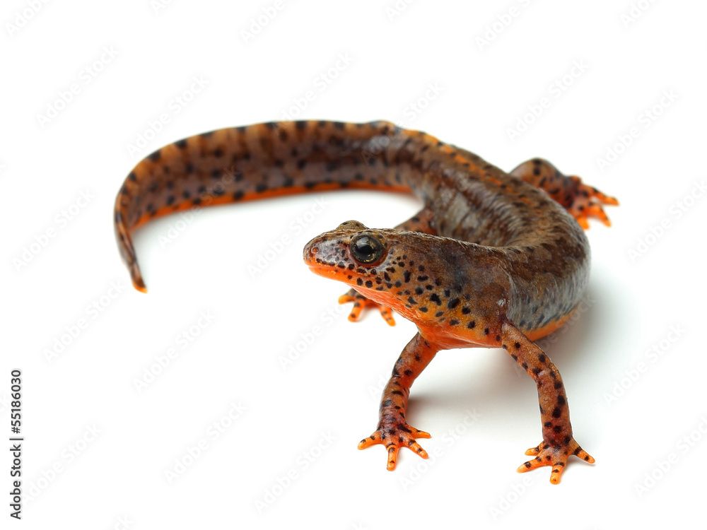 Carpathian newt (Lissotriton montandoni) on white